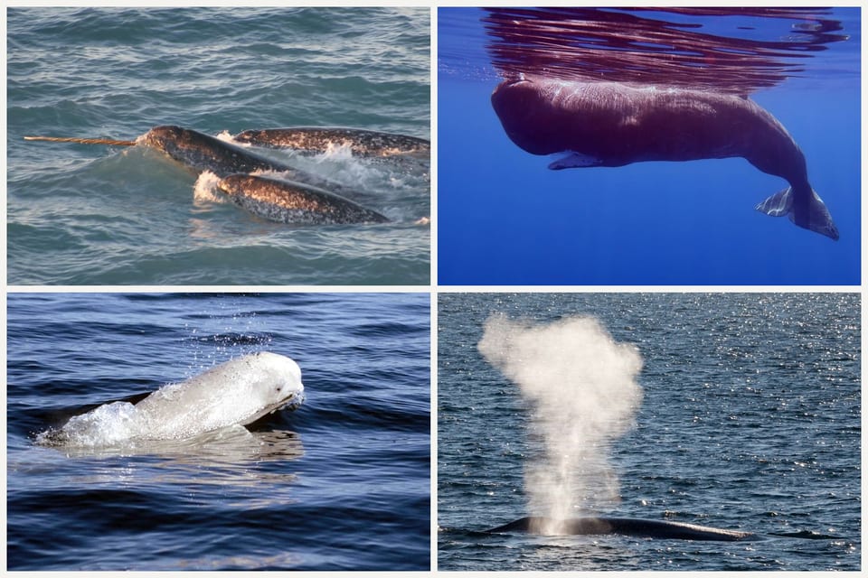 Four whales: narwhals with a tusk, a sperm whale underwater, a beluga lunging from the sea, and a blue whale blow