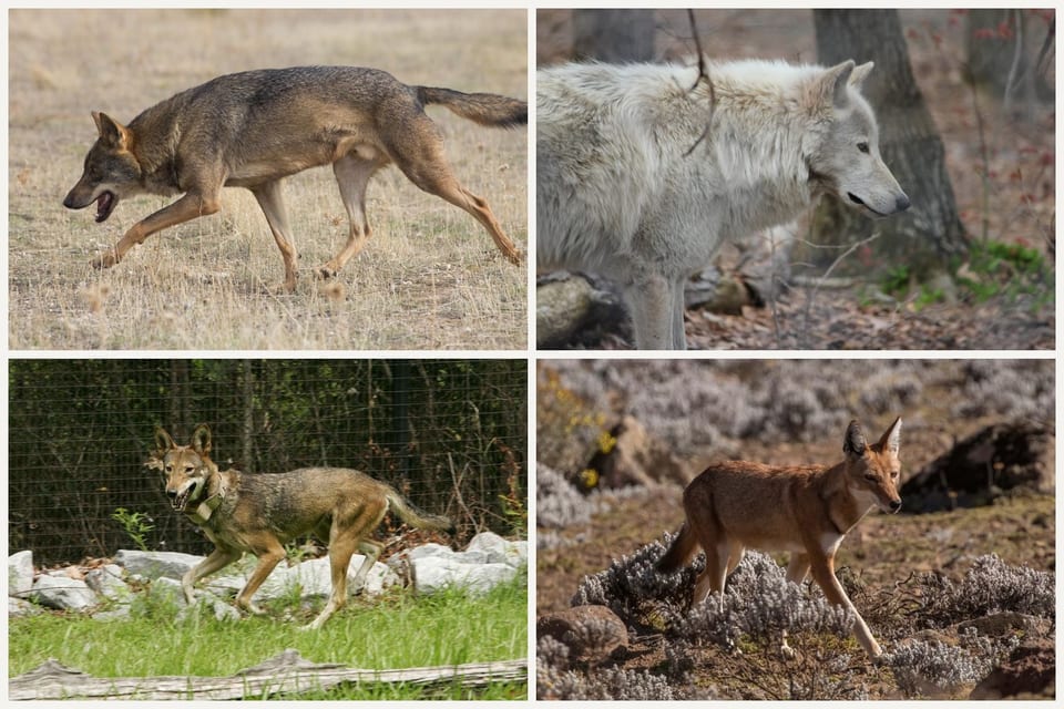 Four wolves: a gray wolf trotting in dry grass, a white Arctic wolf, a collared red wolf, and an Ethiopian wolf in scrub