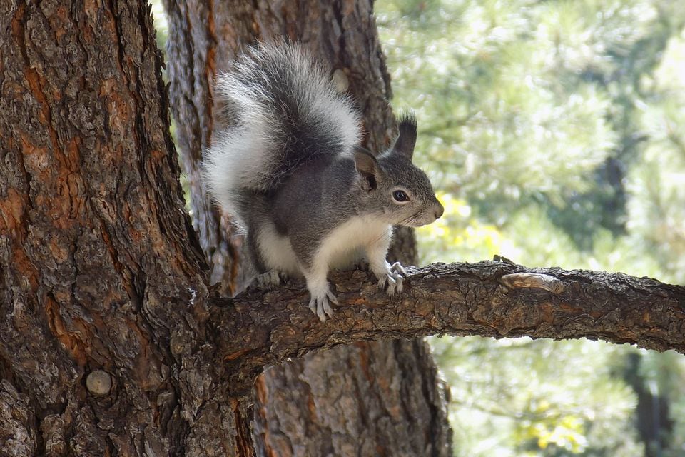 Abert's Squirrel (Sciurus aberti)