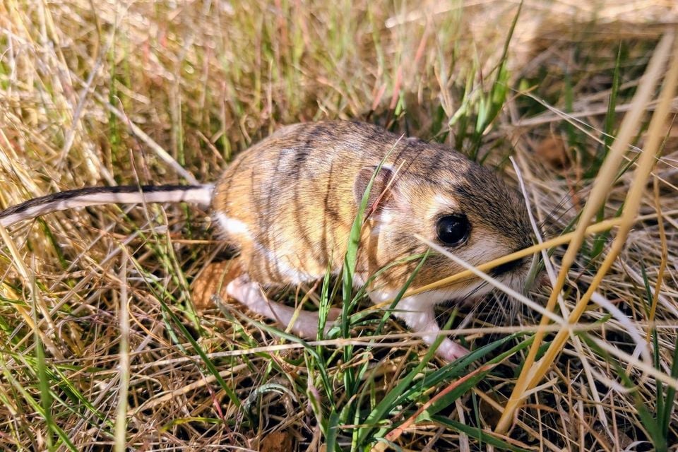 Free-ranging agile kangaroo rat crouched in grass, showing striped coat and long tufted tail