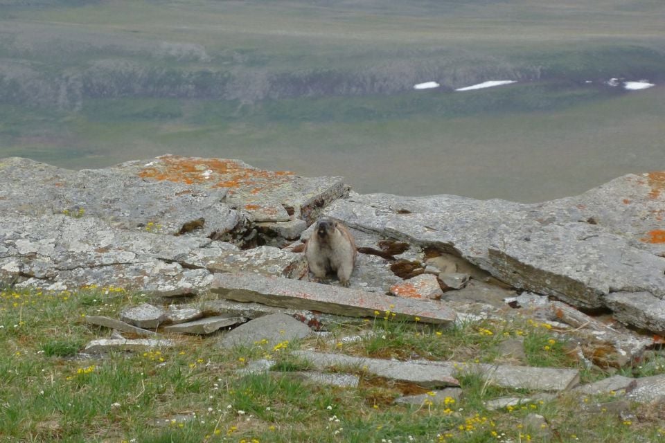Alaska marmot standing alert on lichen-covered rock above an arctic valley lake in the Brooks Range