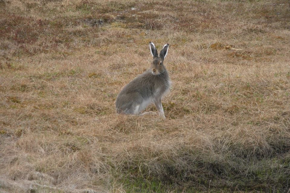 Alaskan hare in brown and gray summer coat sitting alert in dry tundra grass