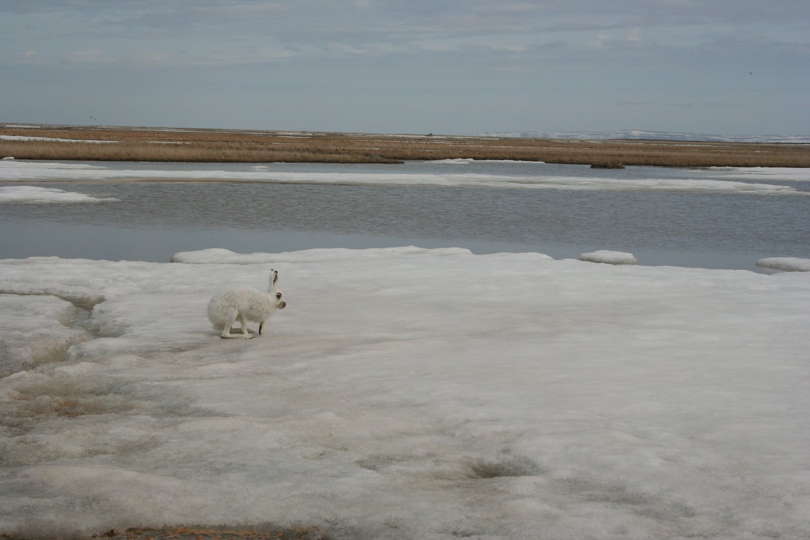 White winter-coat Alaskan hare crouched on coastal ice beside open tundra water