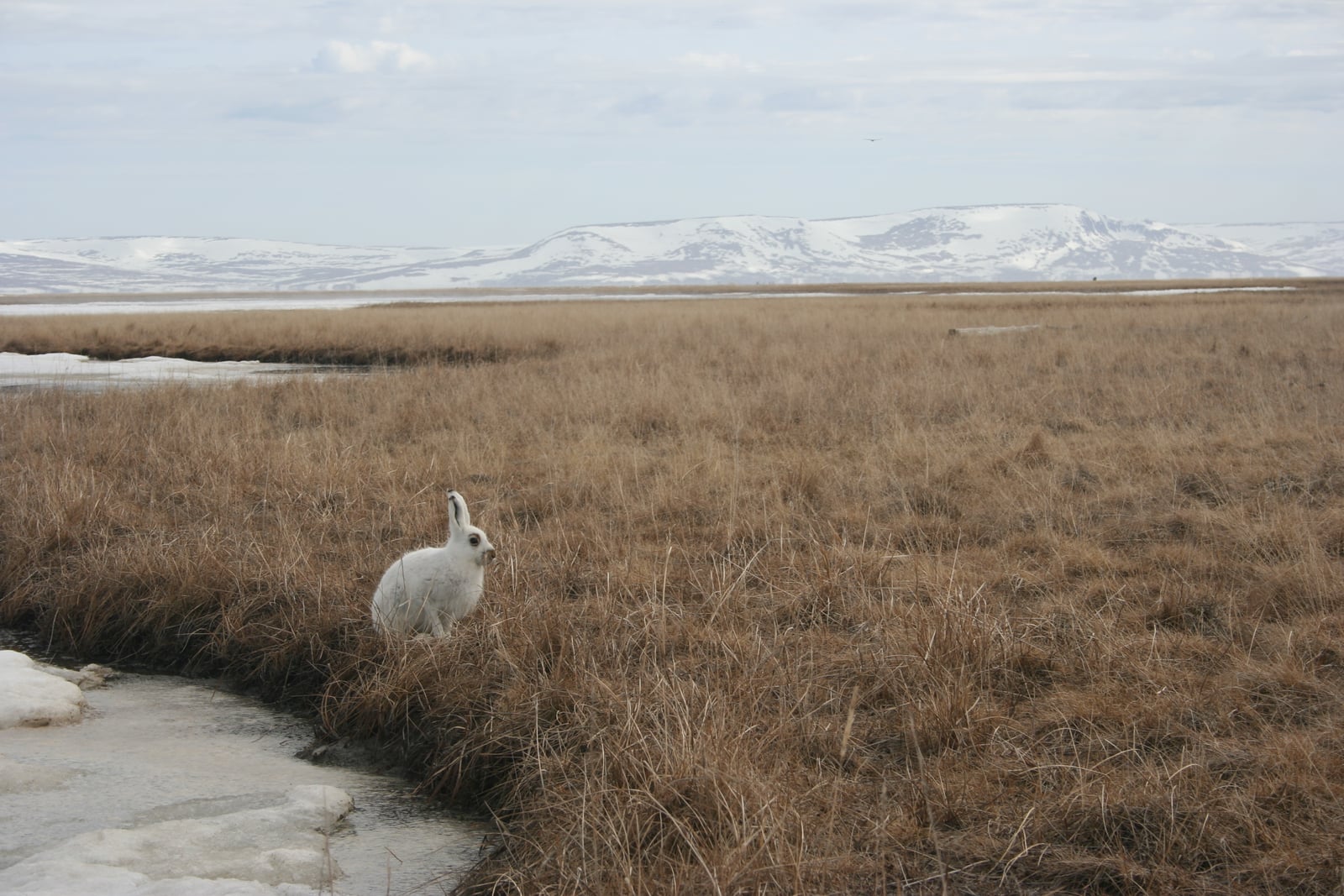 White winter-coat Alaskan hare beside a tundra stream with snow-capped mountains behind it
