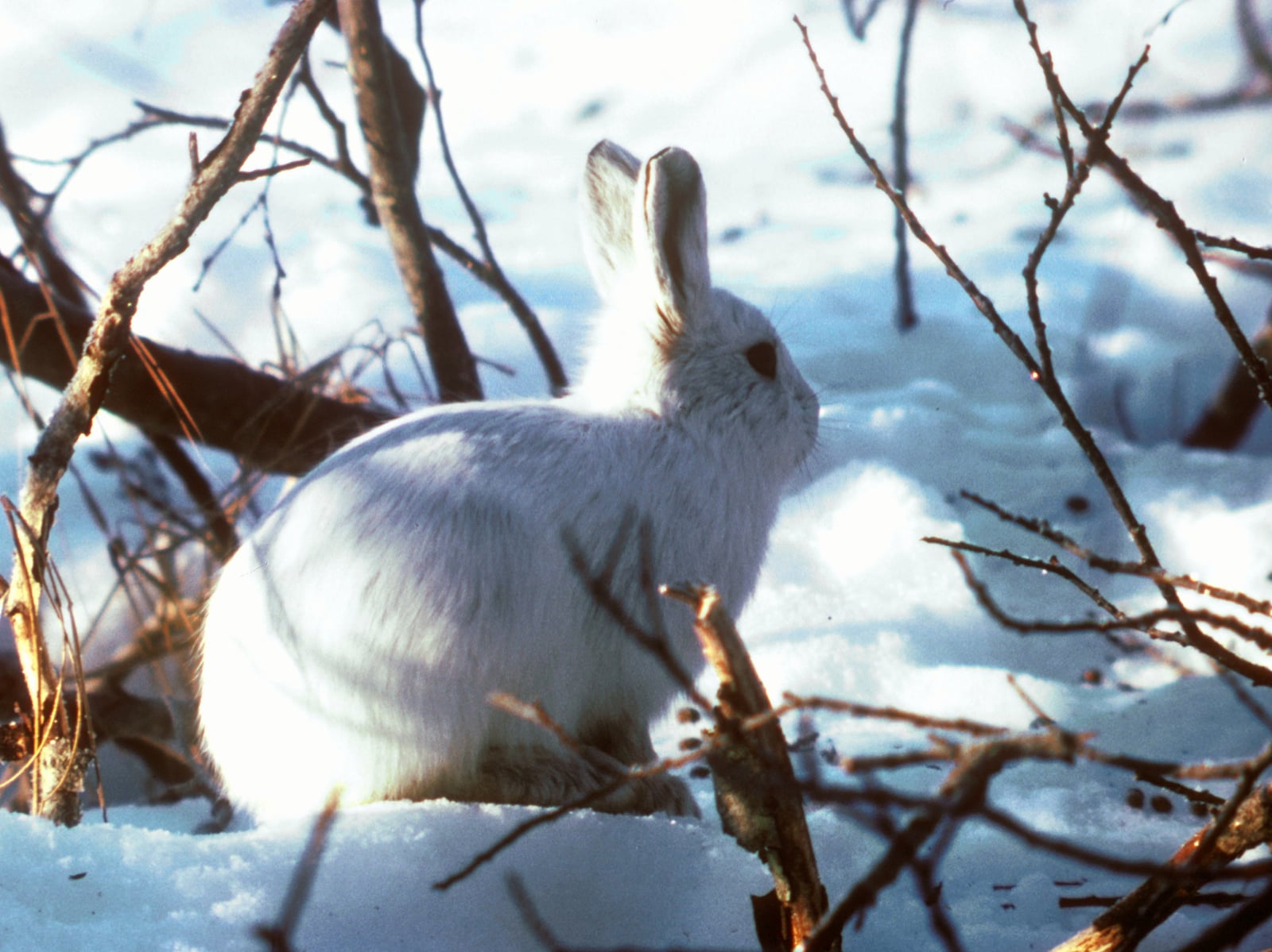 Alaskan Hare U.S. Fish and Wildlife Service (16247425696)