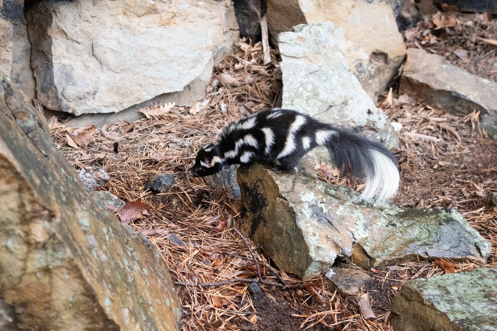 Alleghanian spotted skunk foraging among rocks and pine needles in daylight