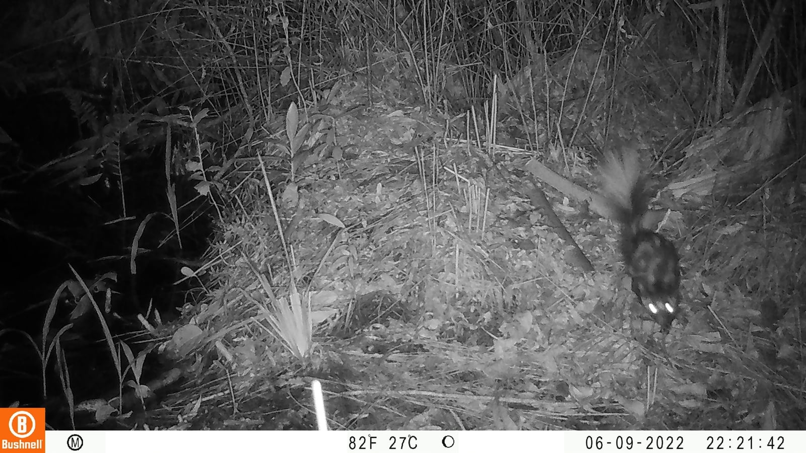 Alleghanian spotted skunk foraging at night in an infrared trail-camera photo