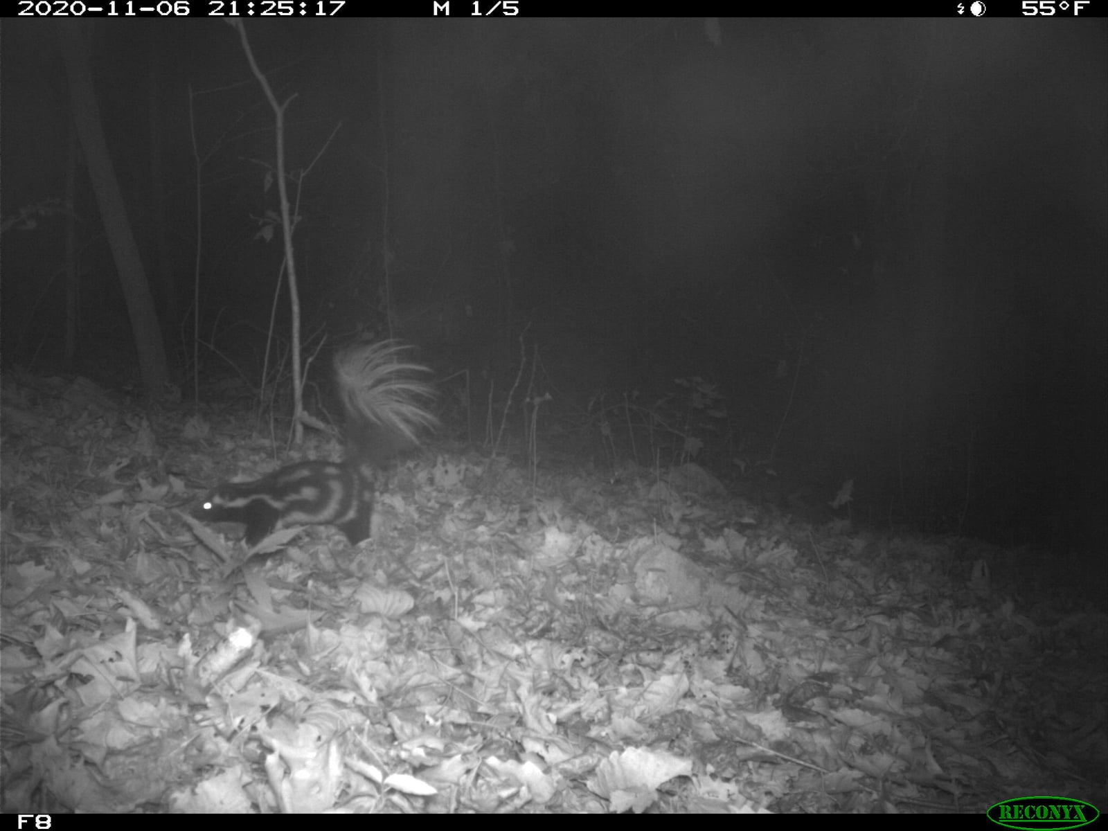 Alleghanian spotted skunk crossing leaf litter at night in a trail-camera photo