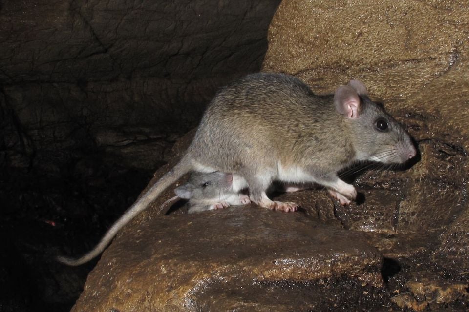 Neotoma magister