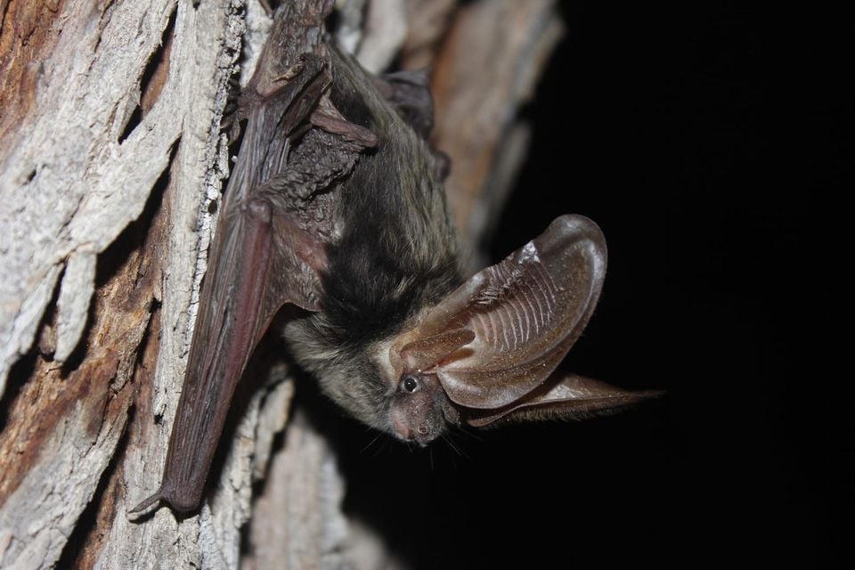 Allen's big-eared bat roosting on tree bark at night
