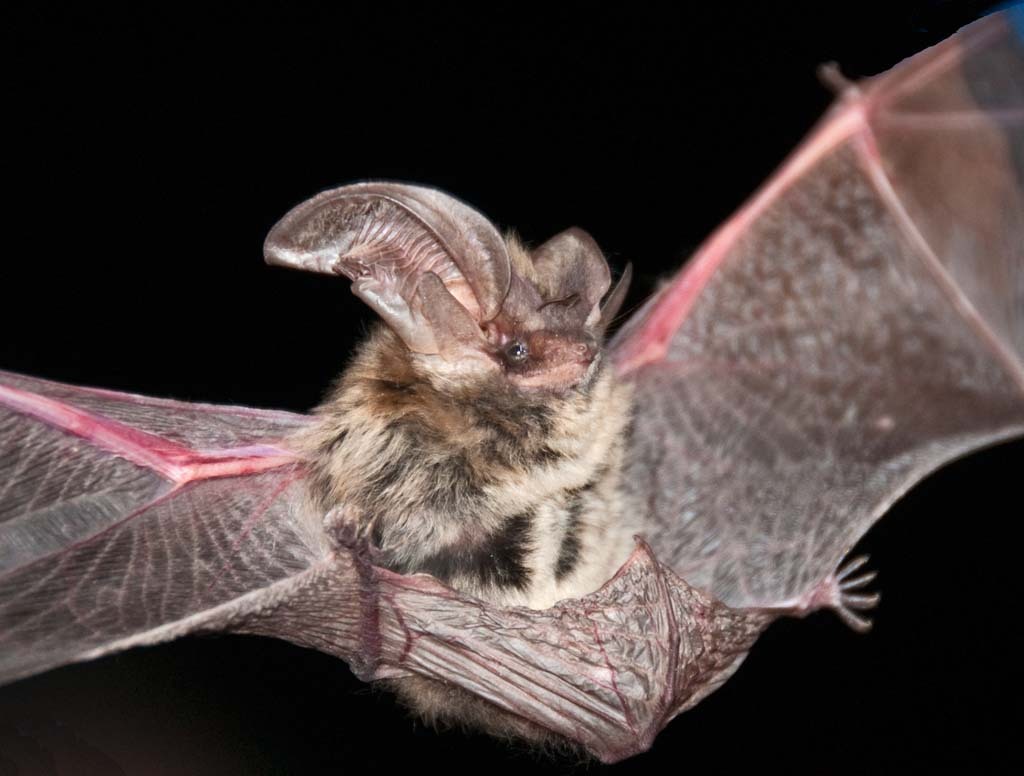 Allen's big-eared bat with wings spread against a dark background