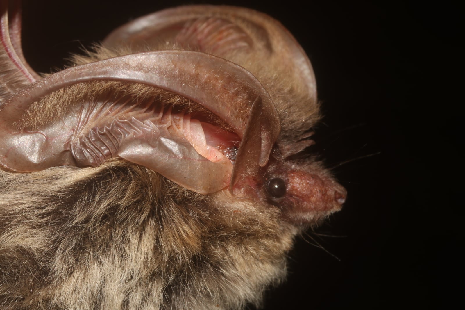 Allen's big-eared bat close-up showing oversized ribbed ears and tiny face