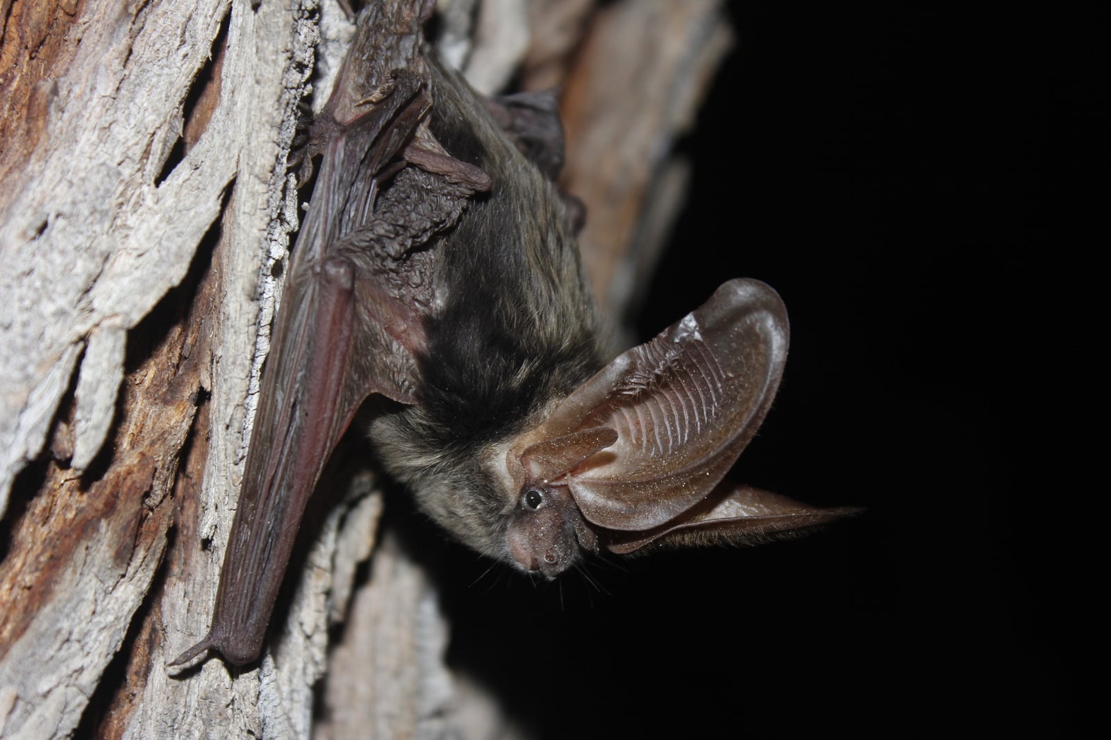 Allen's big-eared bat clinging to tree bark at night with wings folded