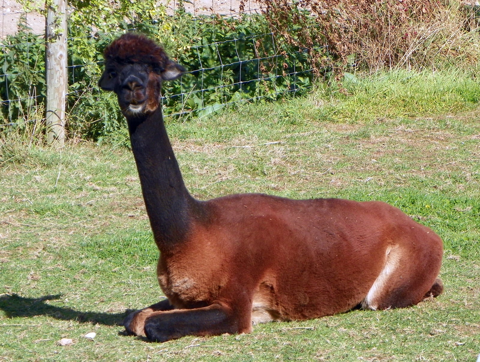 Alpaca (Vicugna pacos) (8121540484)