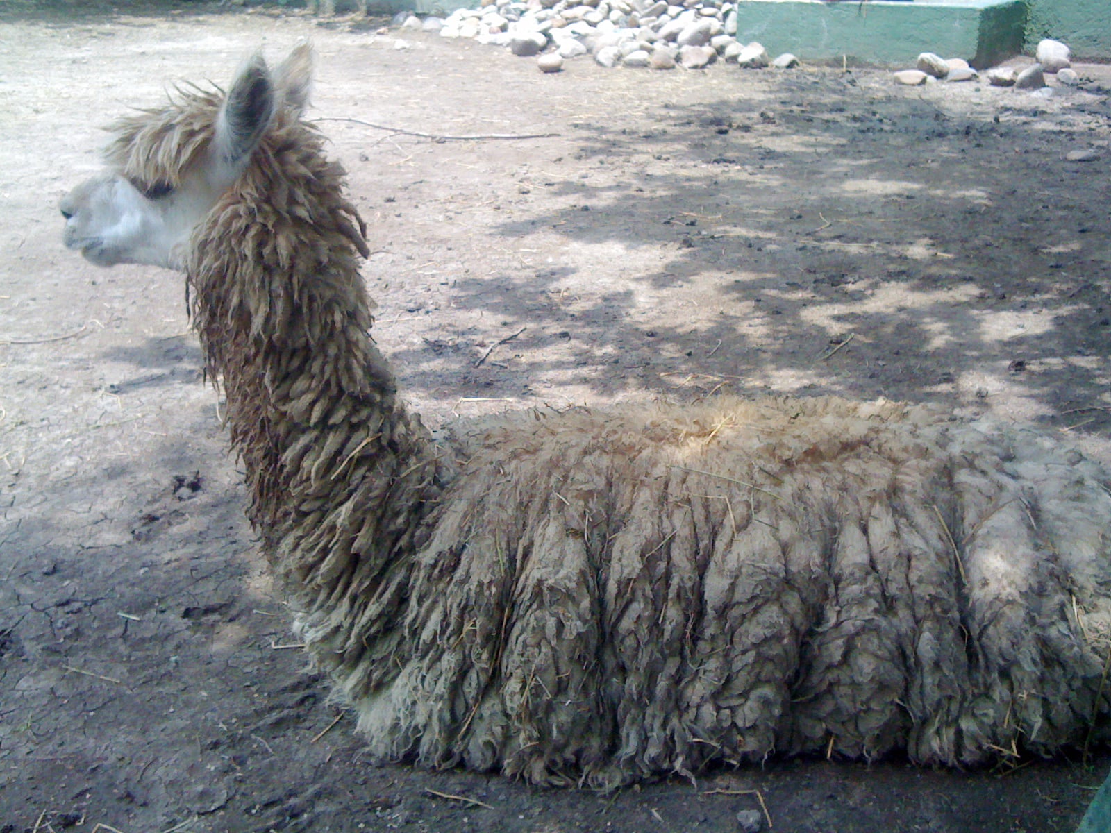 Alpaca (Vicugna pacos) reposando en el zoológico Wamerú de Querétaro