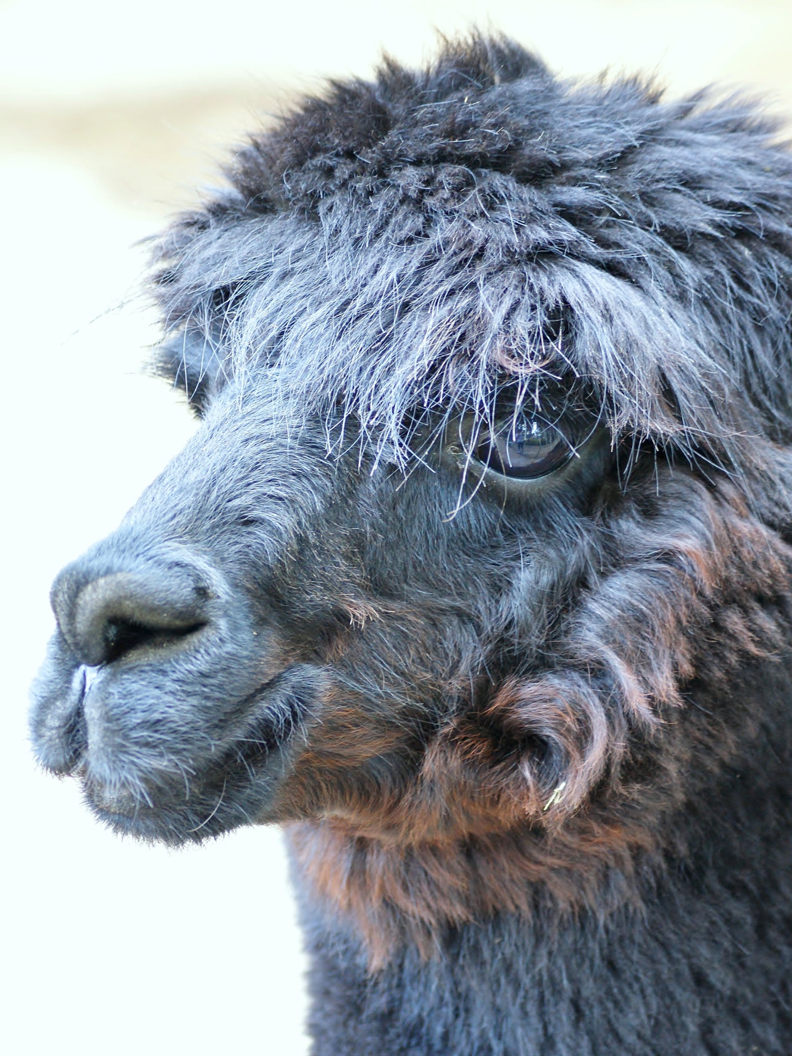 Alpaca (Vicugna pacos)
