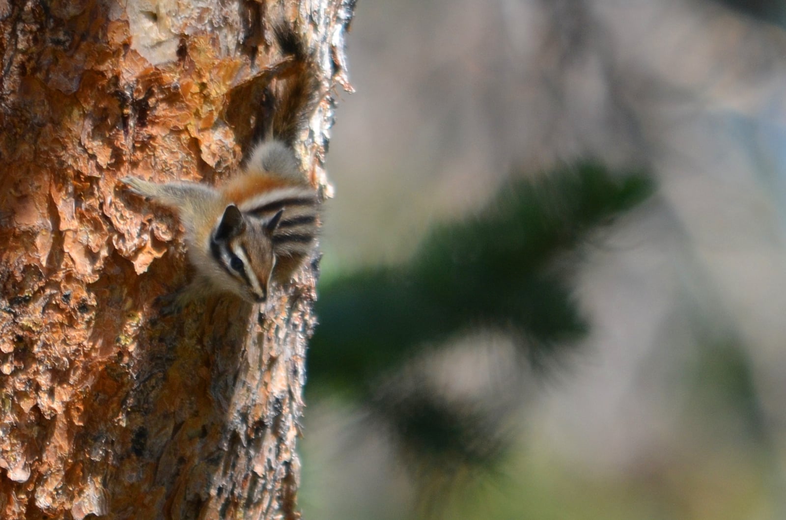 Close-up alpine chipmunk peering around orange pine bark, dark eye-stripe and pale flank stripes visible