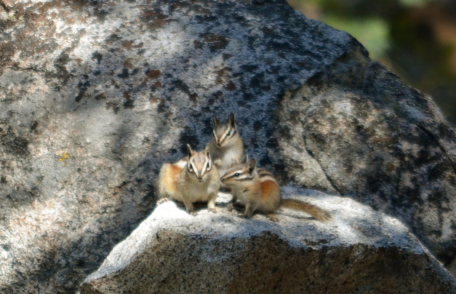 Alpine Chipmunk Family - 1