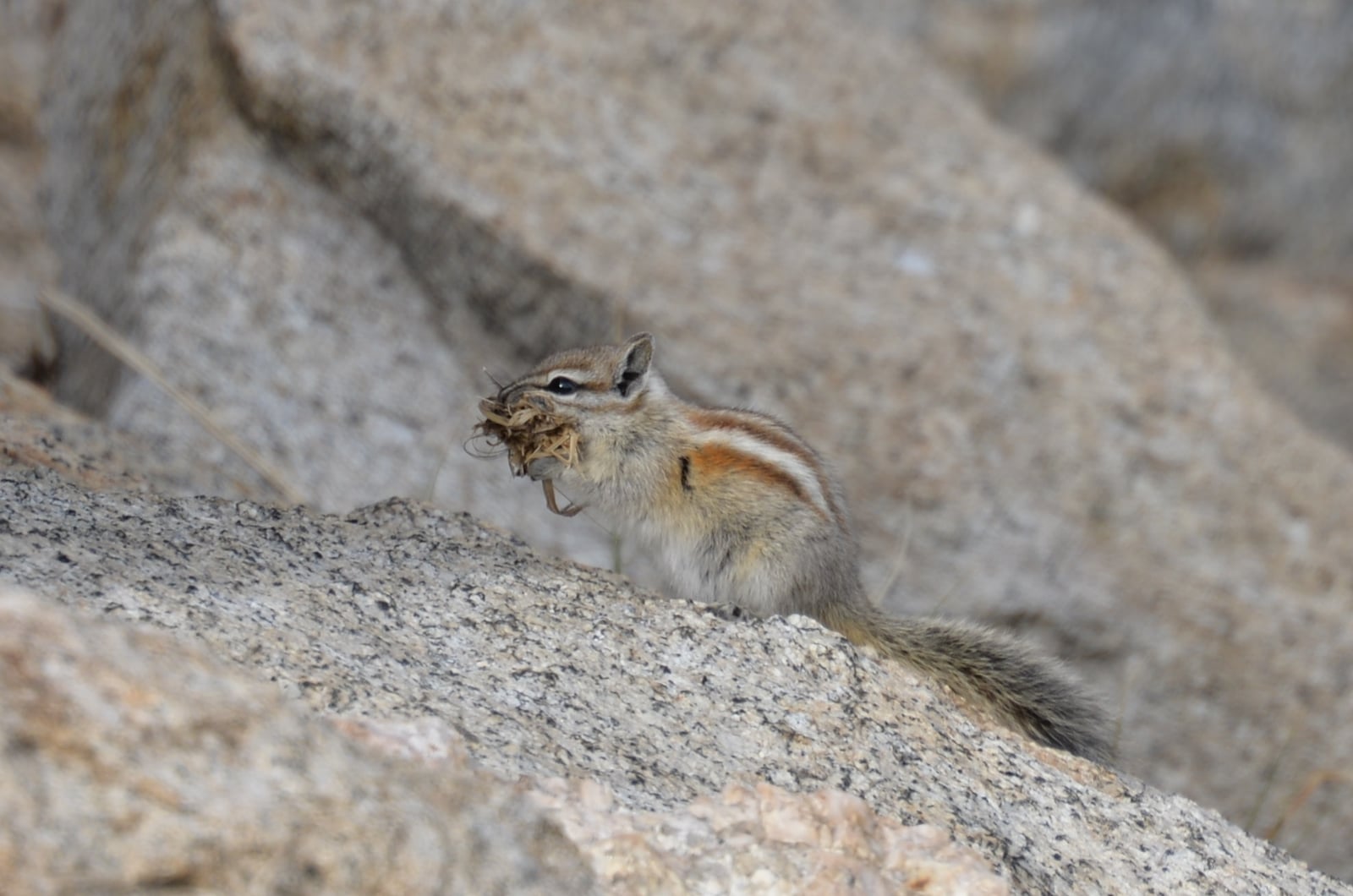 Alpine Chipmunk (Neotamias alpinus)