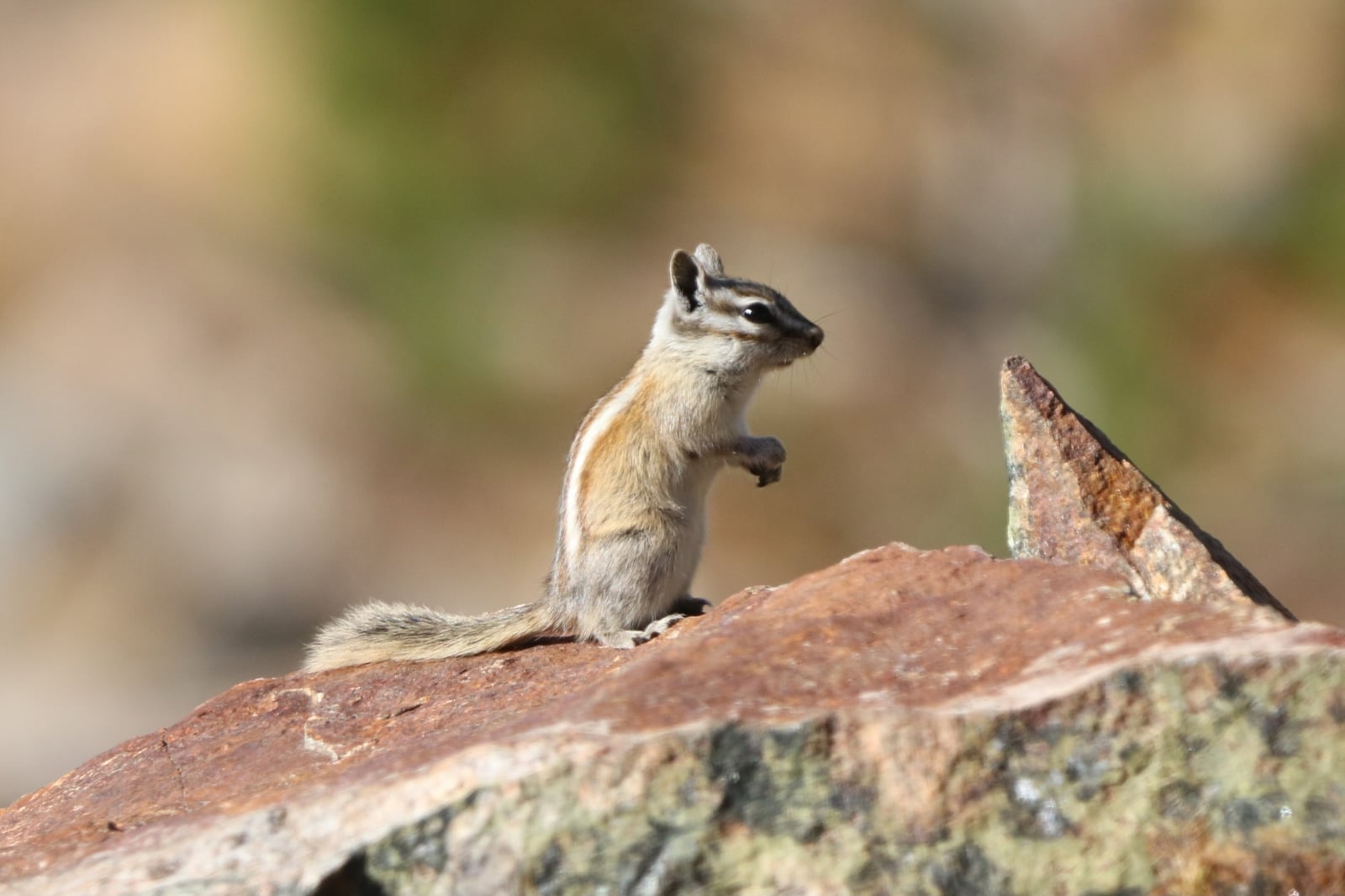 Alpine Chipmunk (Neotamias alpinus)