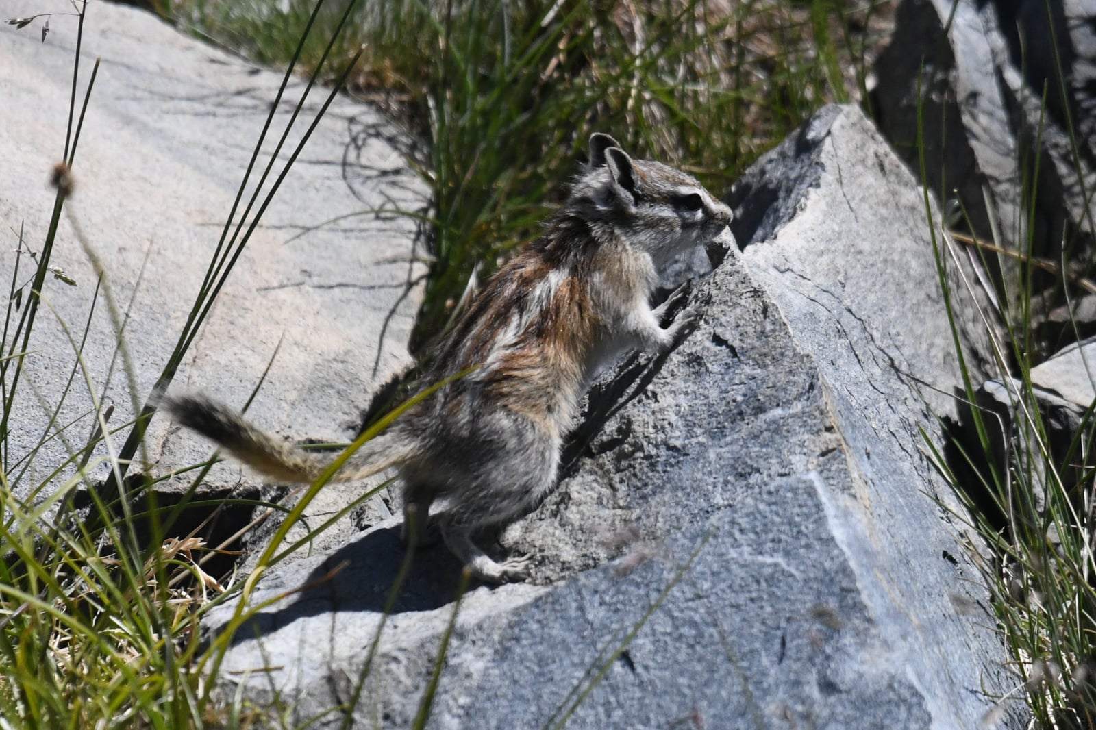 Alpine Chipmunk (Neotamias alpinus)