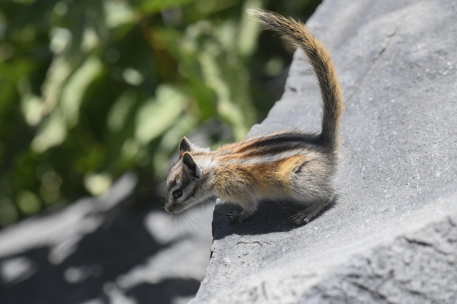 Alpine Chipmunk (Neotamias alpinus)