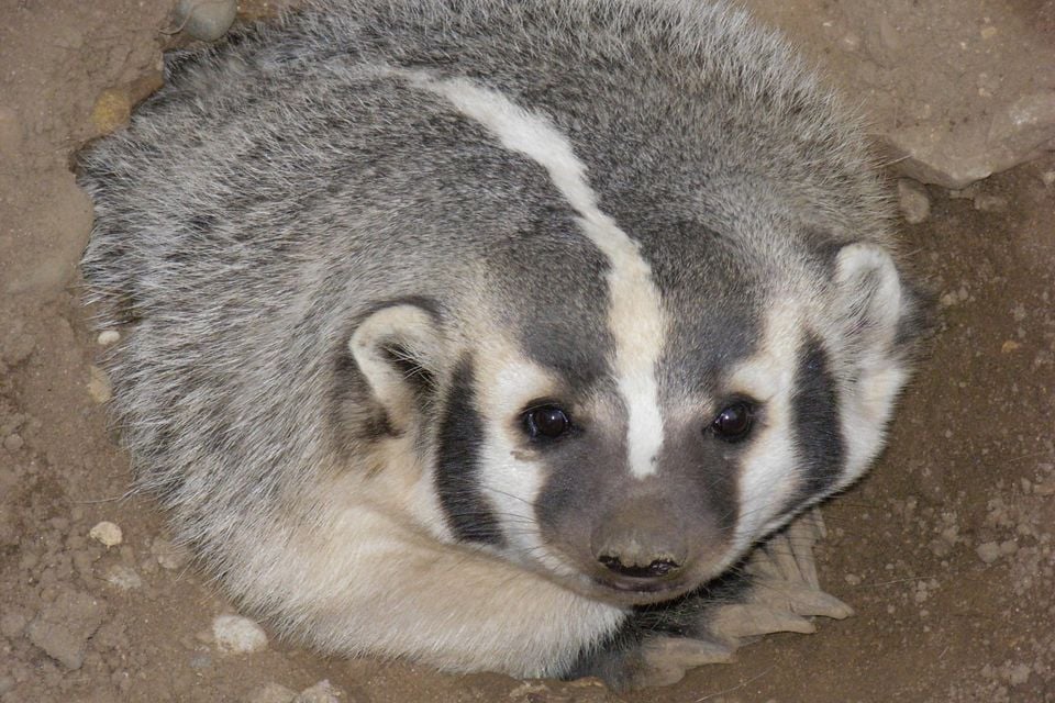 AmericanBadger