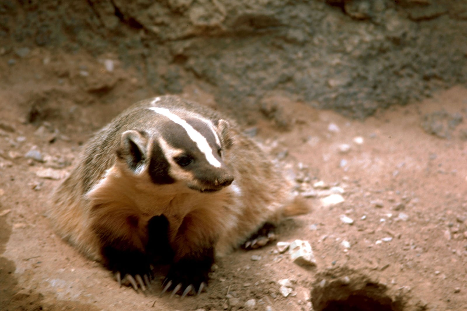 Taxidea taxus