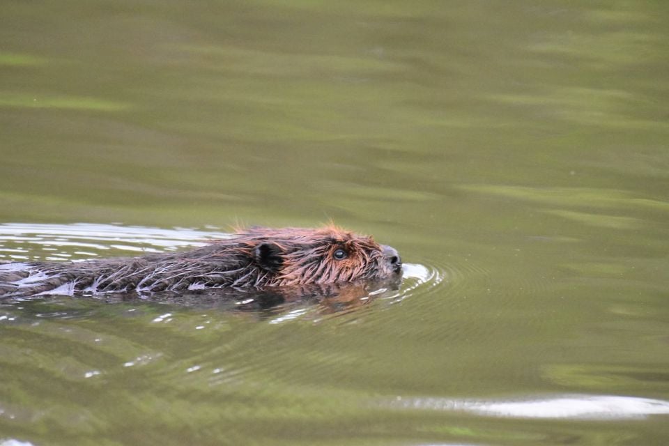 Beaver swimming low in murky green pond water with only its wet head and back above the surface