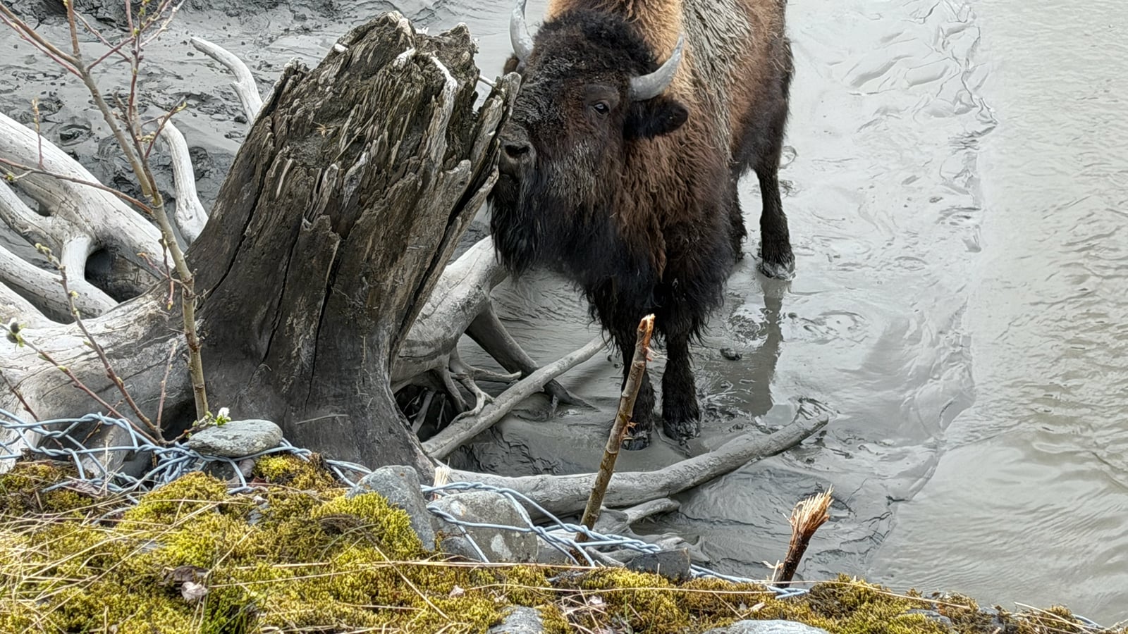 American Bison (Bison bison)