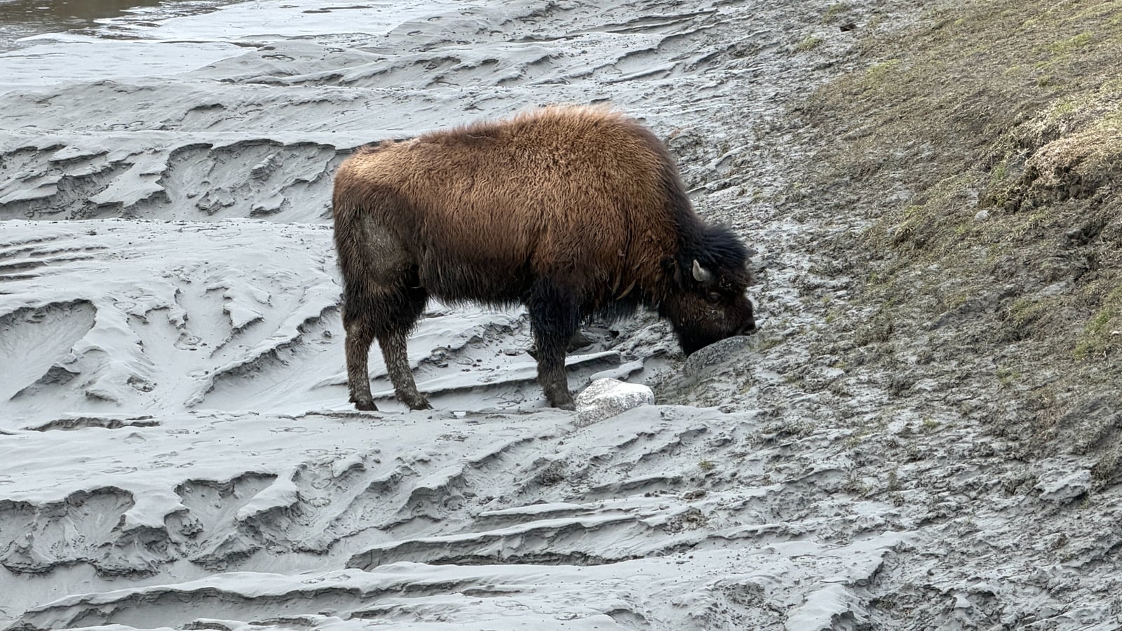American Bison (Bison bison)
