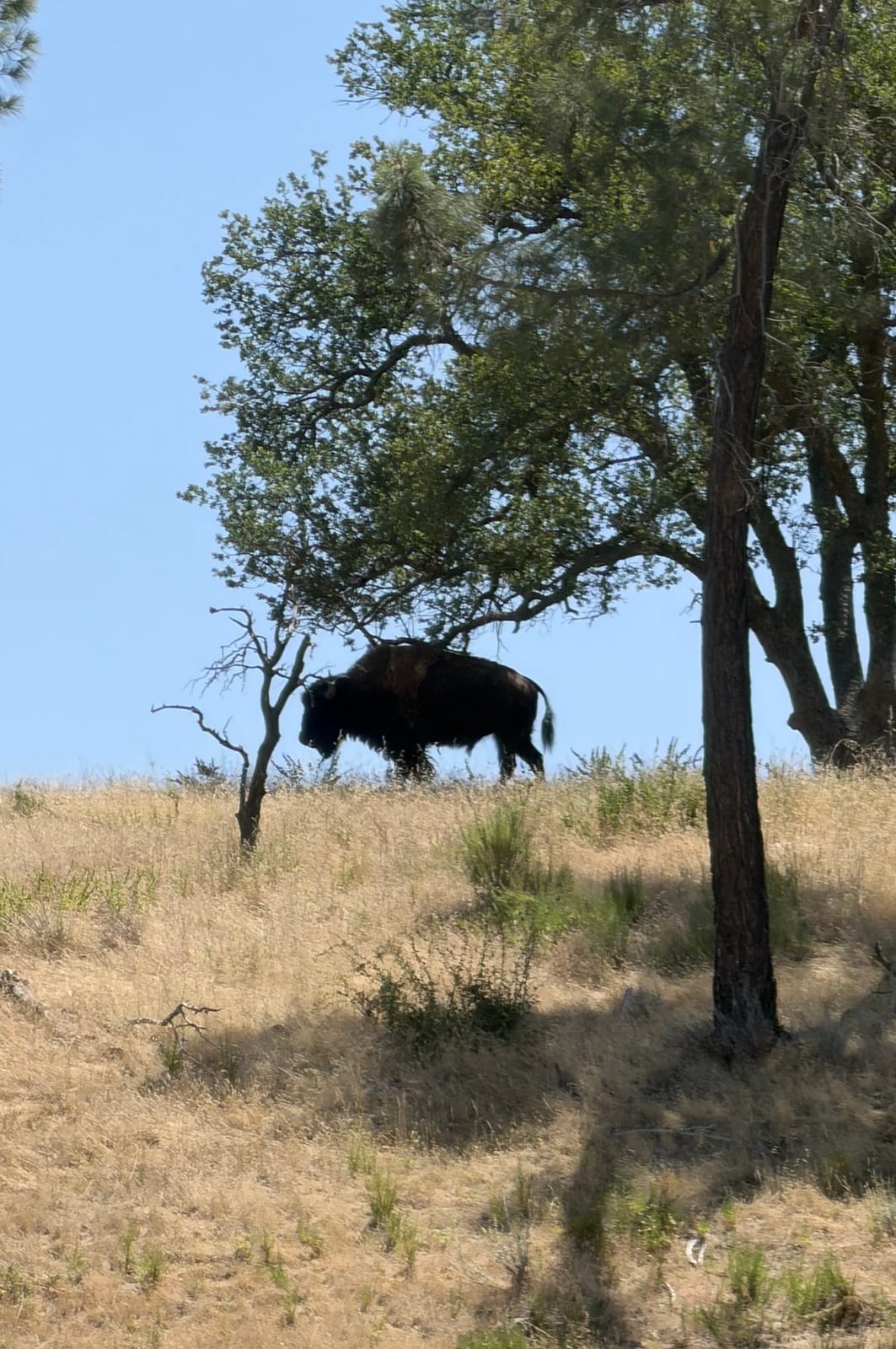 American Bison (Bison bison)