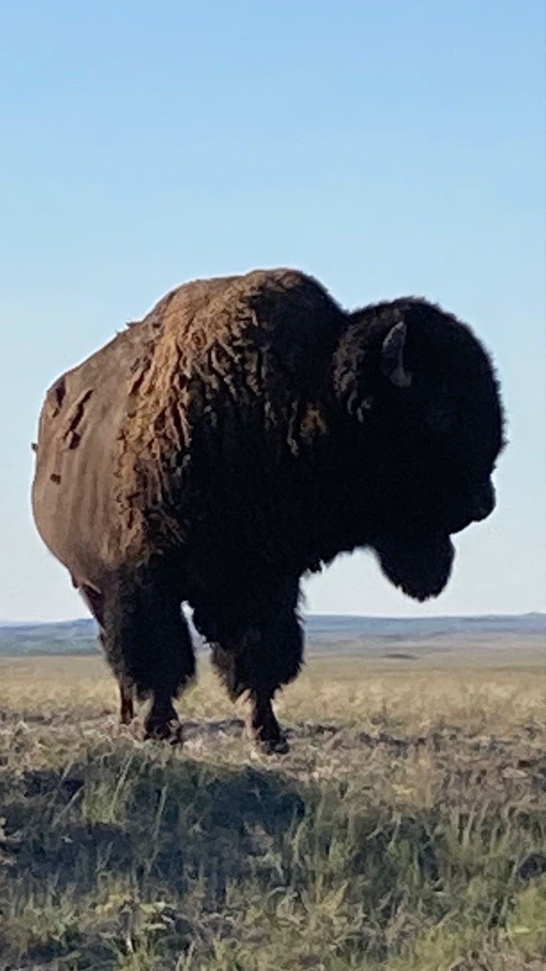 American Bison (Bison bison)