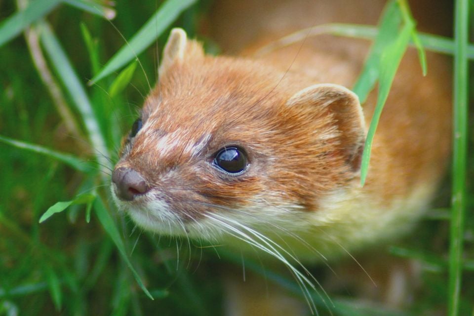 Mustela Erminea head