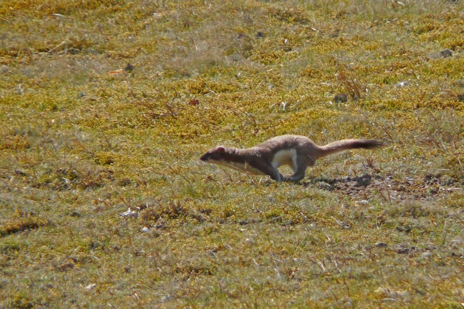Mustela erminea hibernica