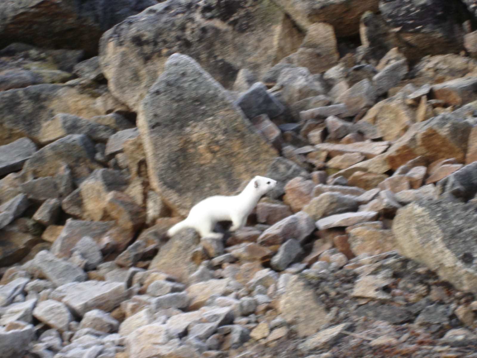 American ermine in white winter coat crossing an alpine talus slope