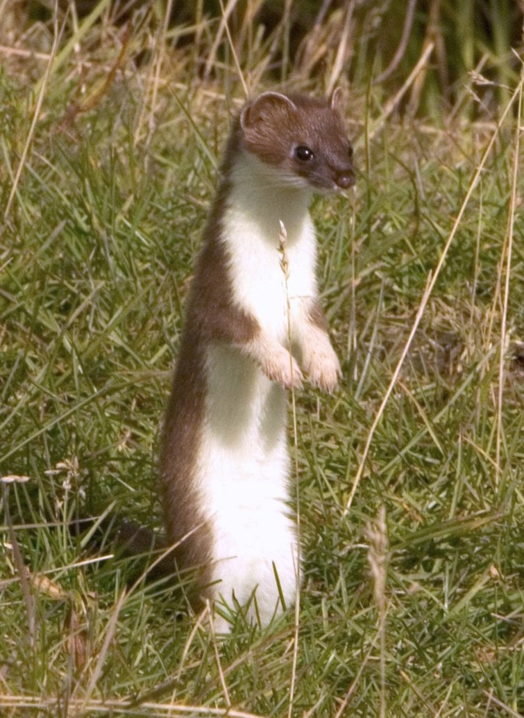 Mustela erminea upright