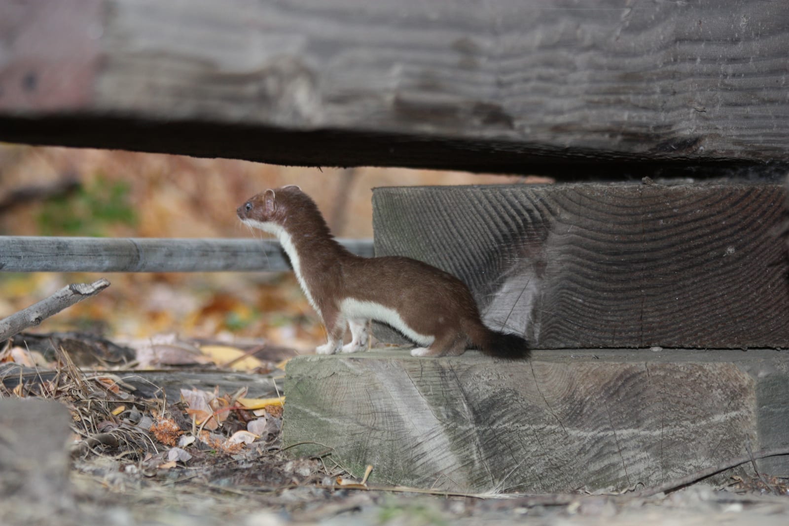 American ermine standing alert on a wooden beam