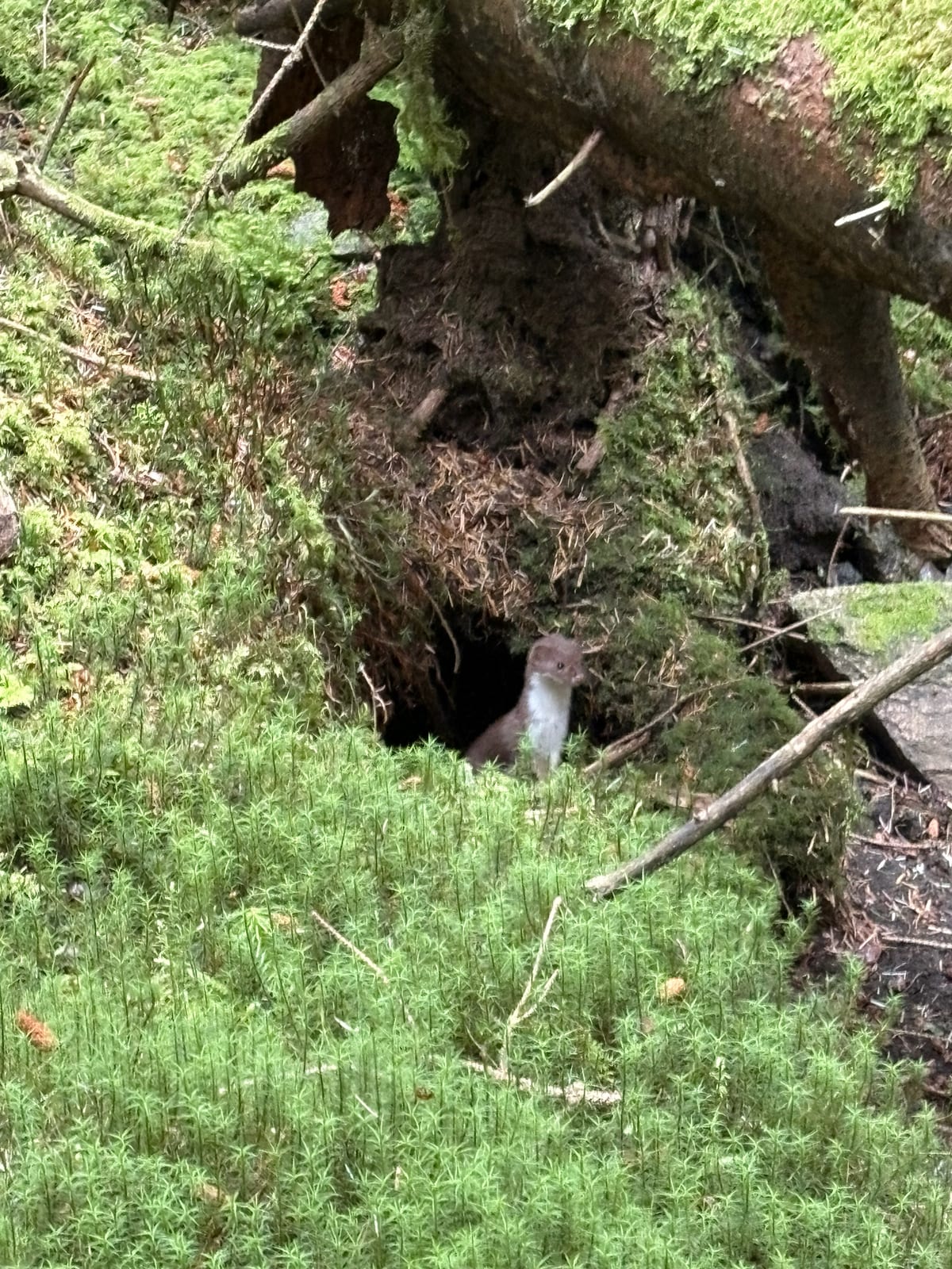 American ermine peering from a mossy den entrance