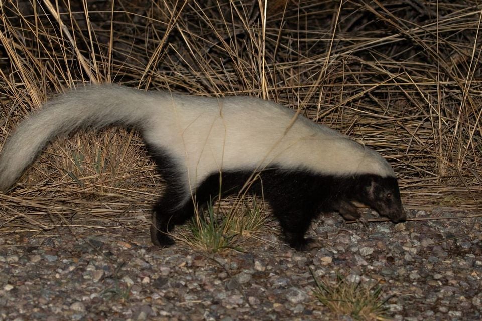 American hog-nosed skunk walking through dry grassland at night, showing its single broad white back stripe and long pig-like snout