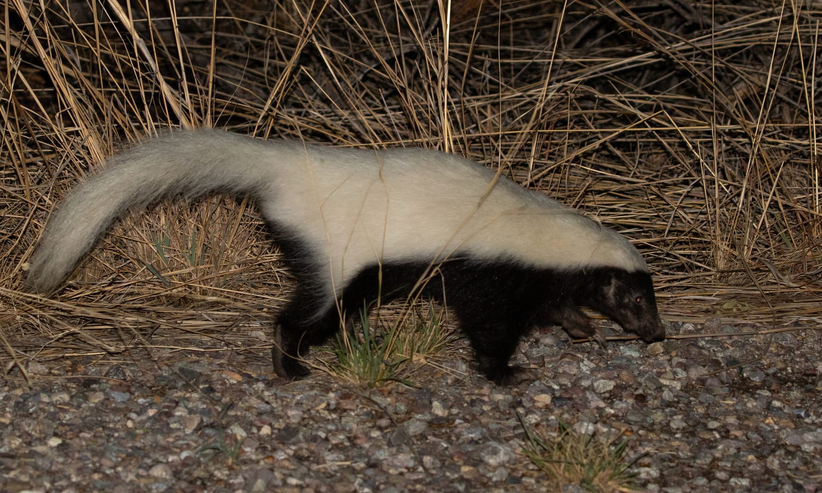 American hog-nosed skunk walking through dry grassland at night, showing its single broad white back stripe and long pig-like snout
