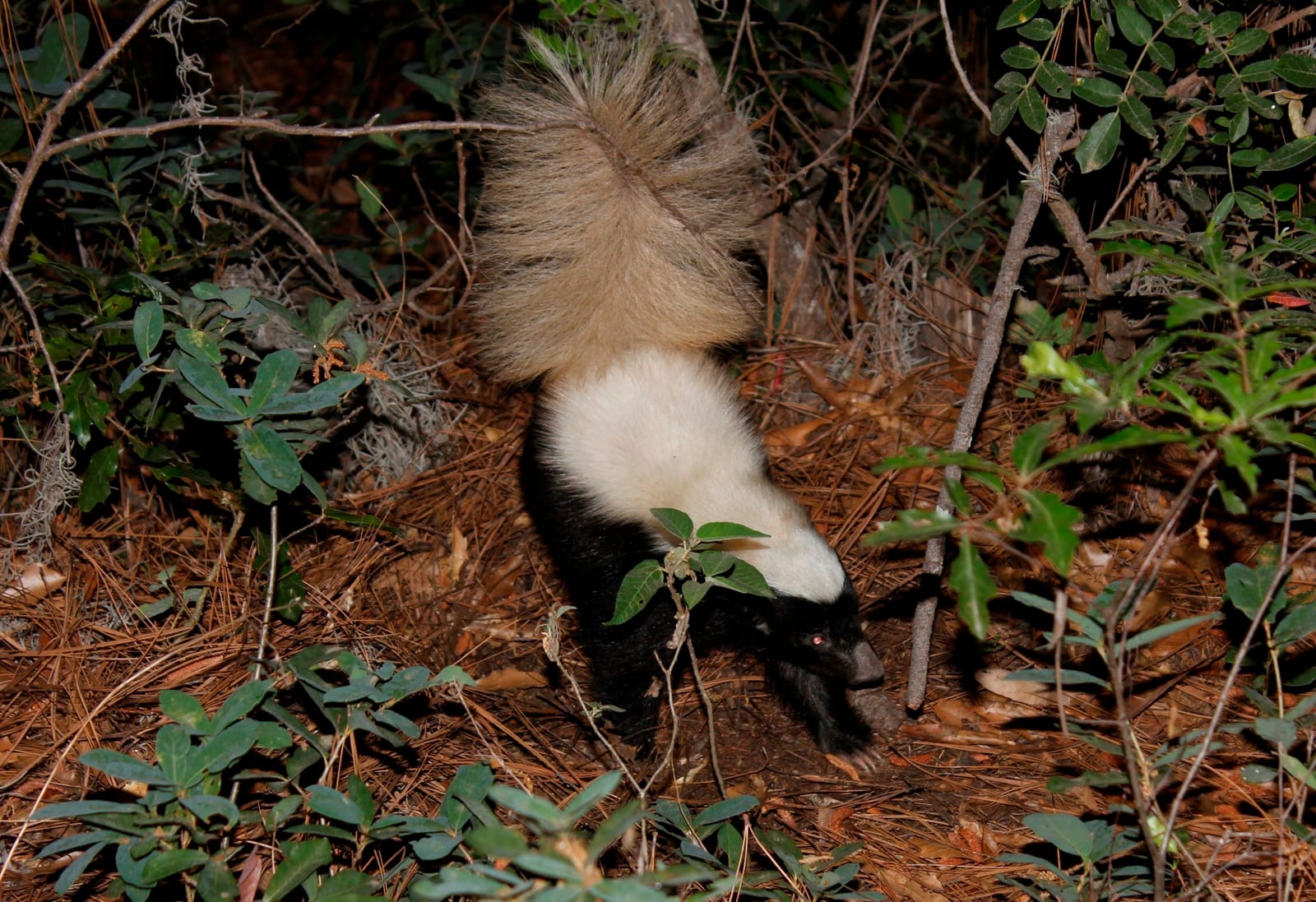 American hog-nosed skunk walking across forest leaf litter, full body visible
