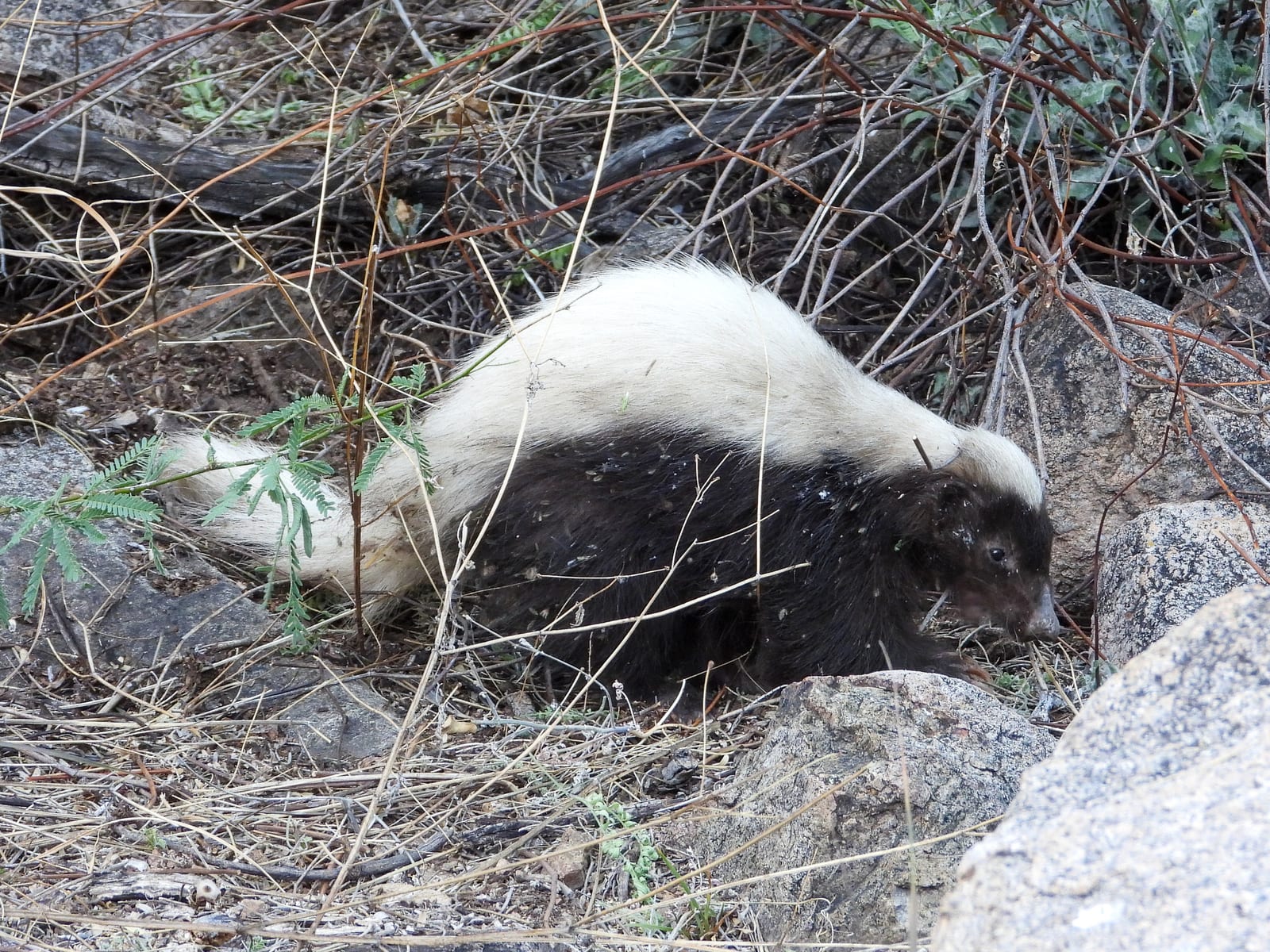 American hog-nosed skunk foraging among rocks and dry brush in Arizona