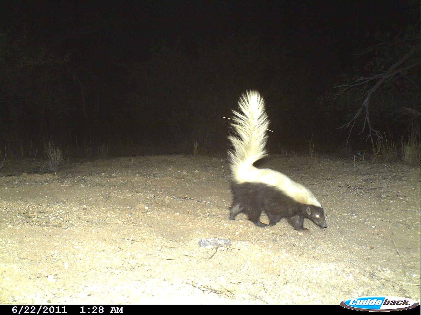 American hog-nosed skunk photographed at night on a National Park Service wildlife monitoring camera, tail raised