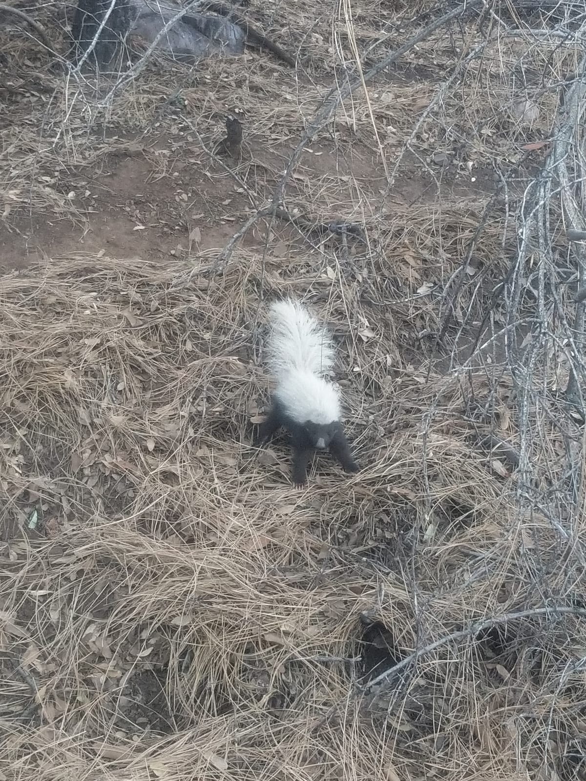 American hog-nosed skunk walking away through dry grass, white tail raised