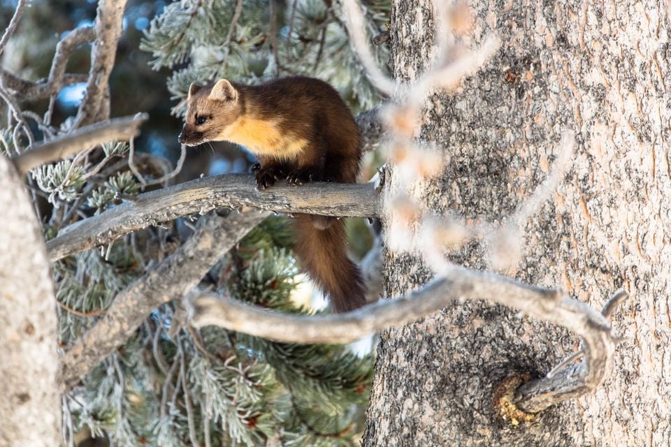 Marten in a tree
