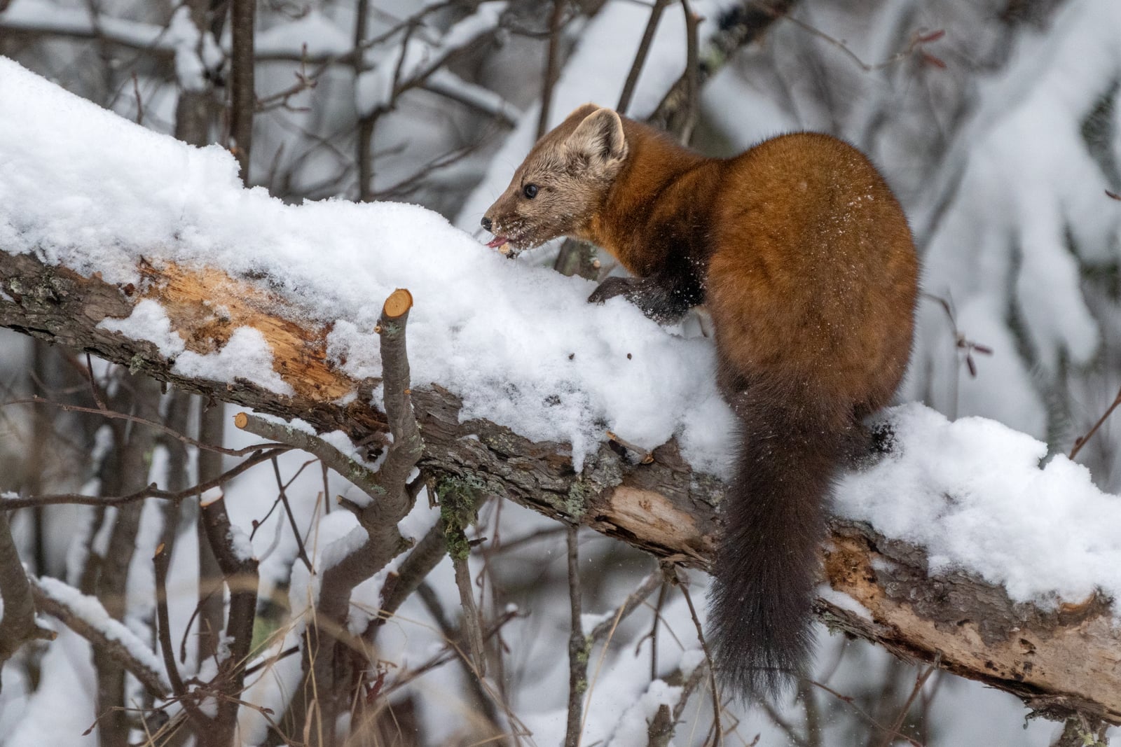 American pine marten Sax-Zim Bog