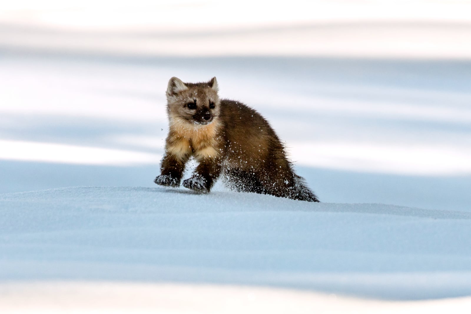 Marten bounding through the snow