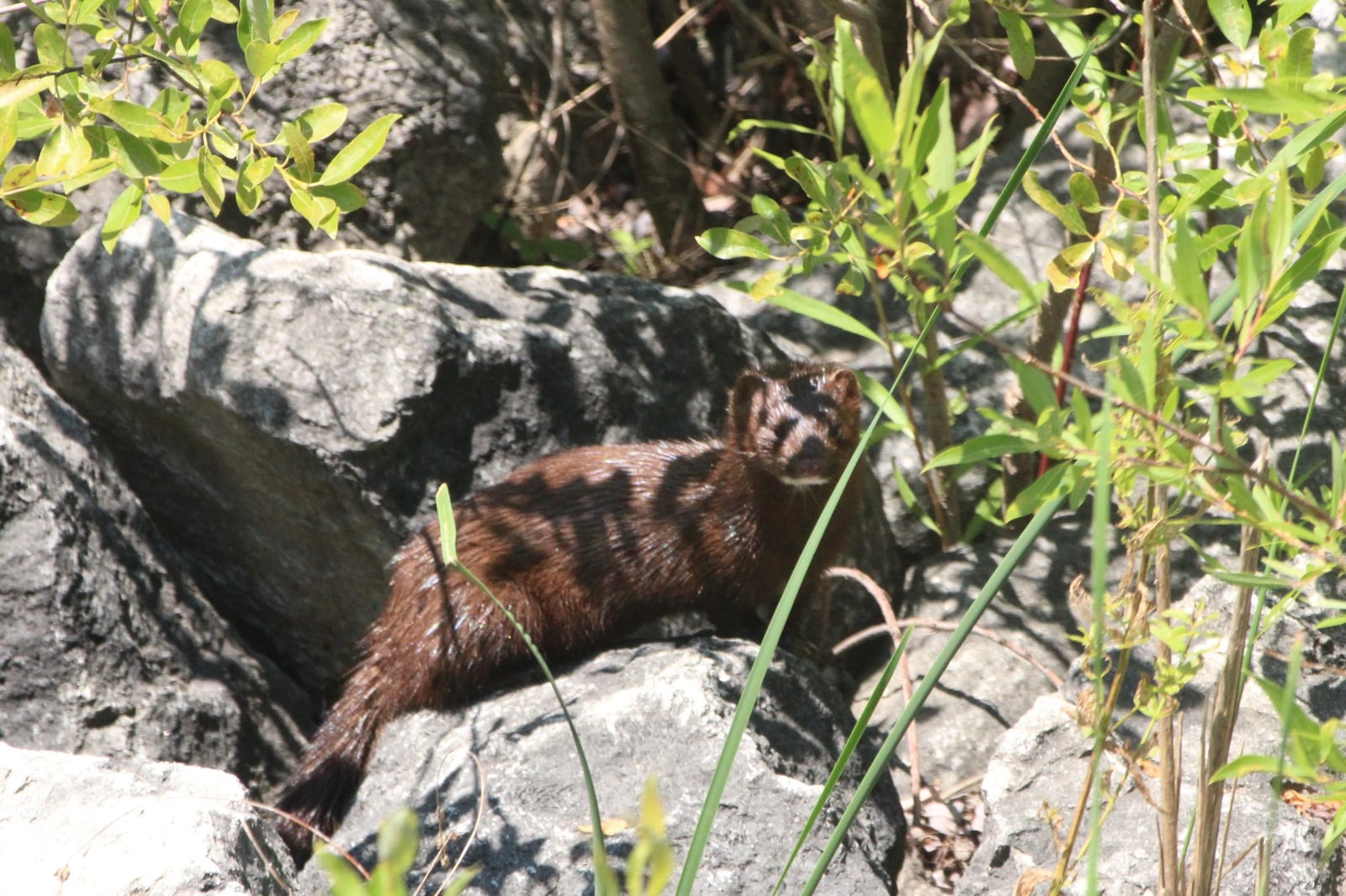 American Mink (Neogale vison)