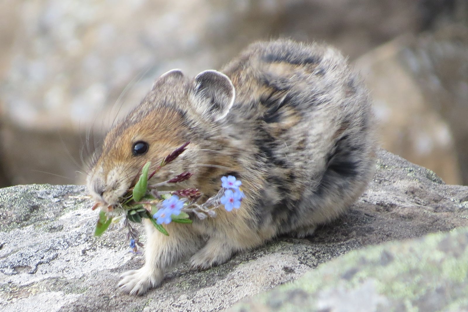 American pika perched on a talus rock with a mouthful of alpine wildflowers